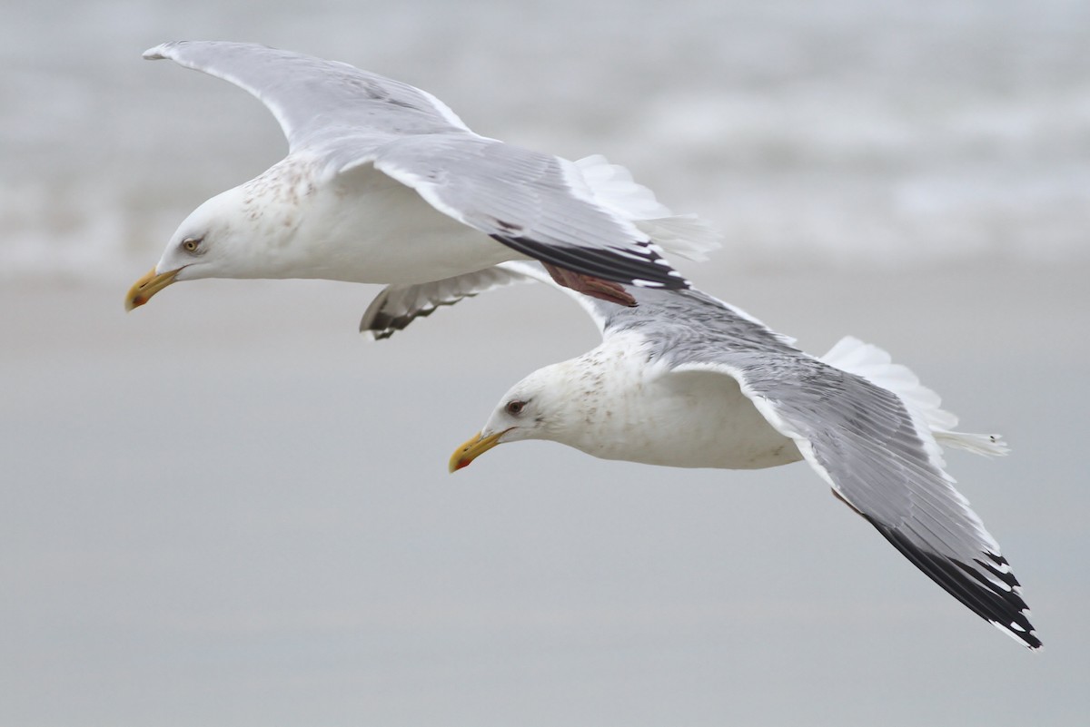 Vega Gull - Alex Lamoreaux
