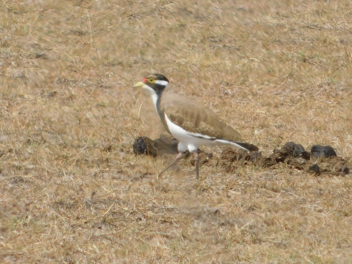 Banded Lapwing - ML498904821