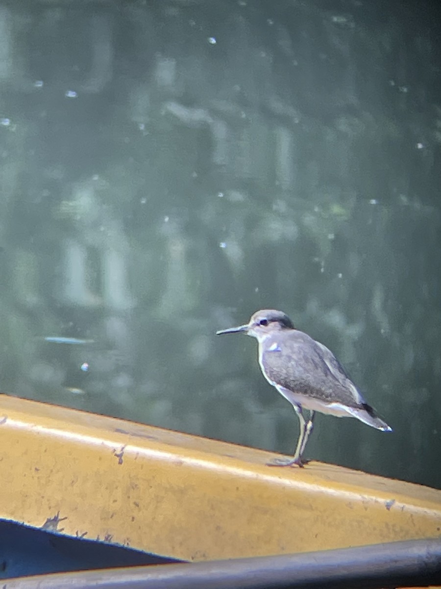 Common Sandpiper - ML498905141