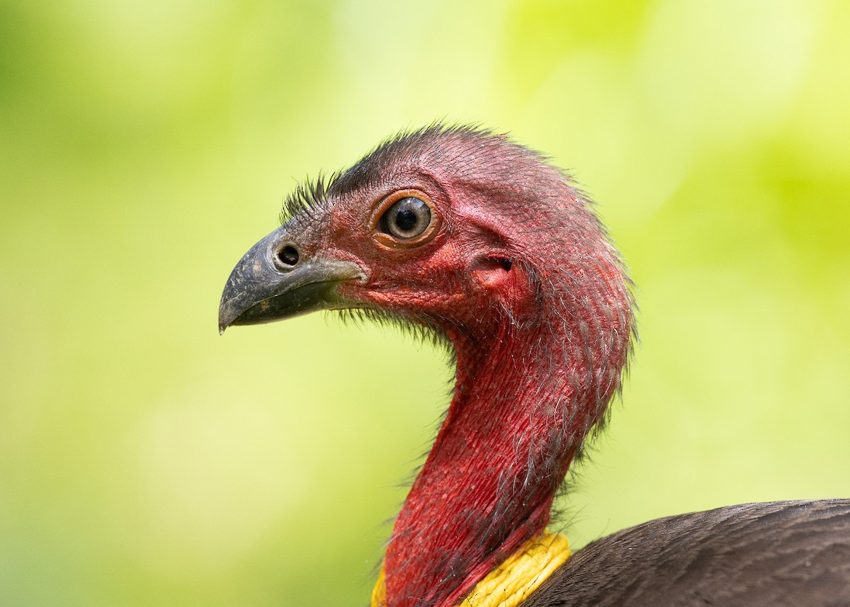 Australian Brushturkey - ML498905261