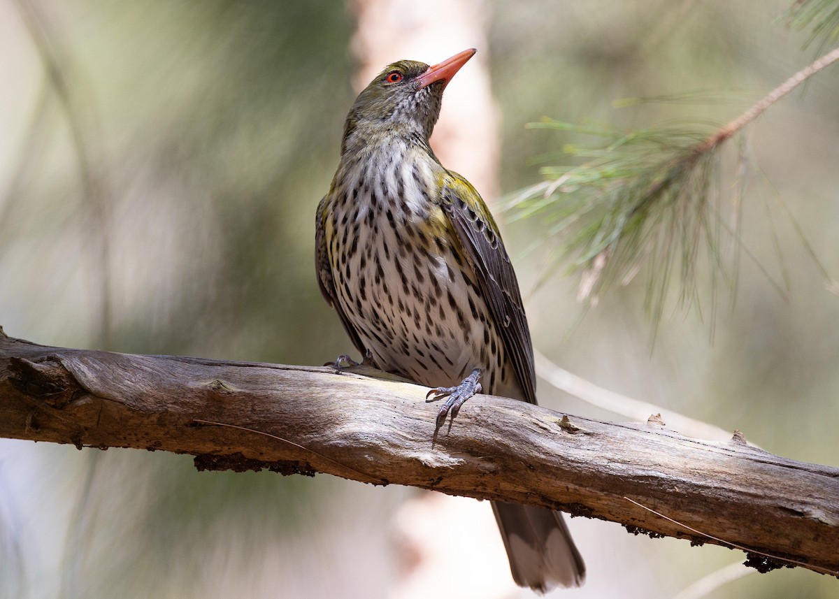 Olive-backed Oriole - ML498905311