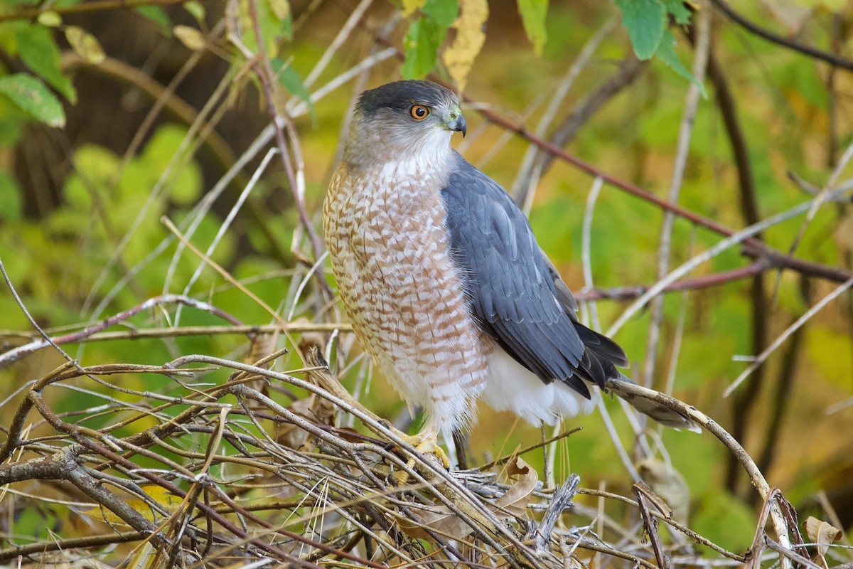 Cooper's Hawk - ML498905551