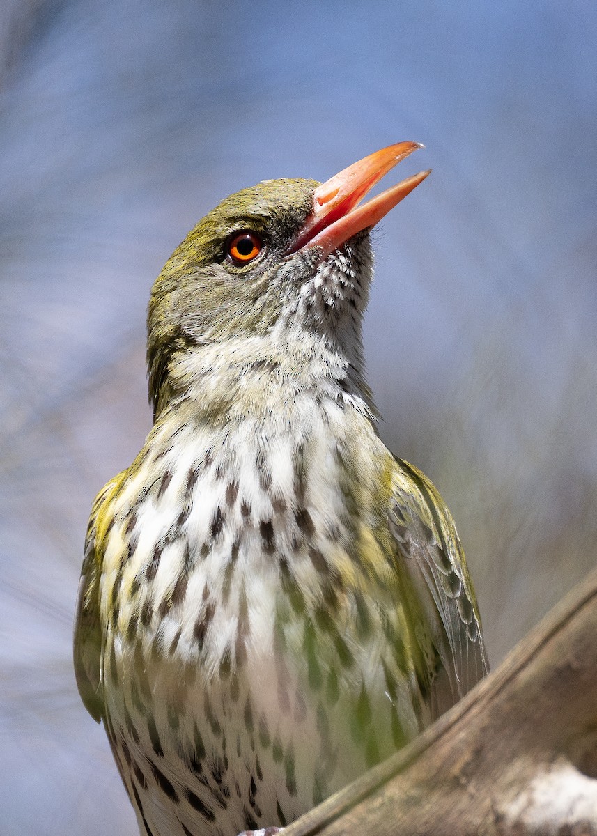 Olive-backed Oriole - ML498905891