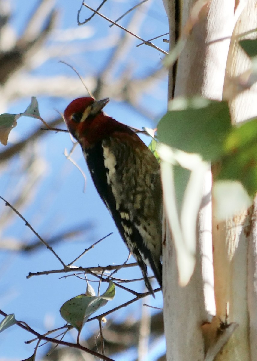 Red-breasted Sapsucker - ML498906821
