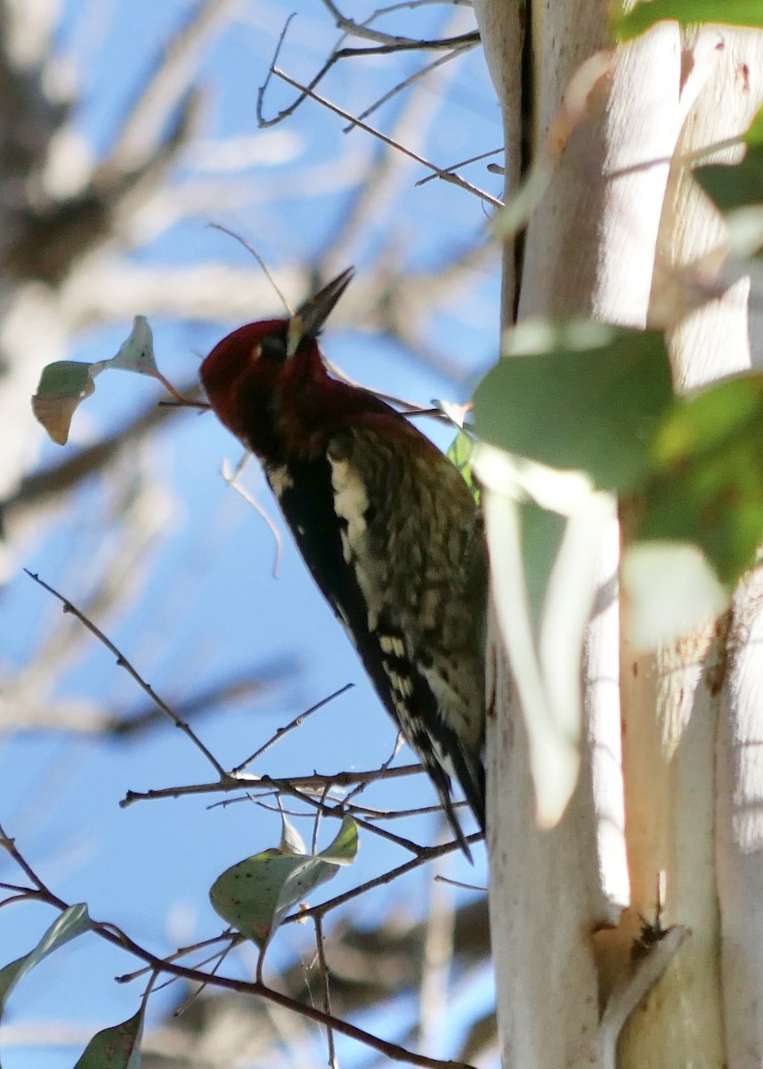 Red-breasted Sapsucker - ML498906831