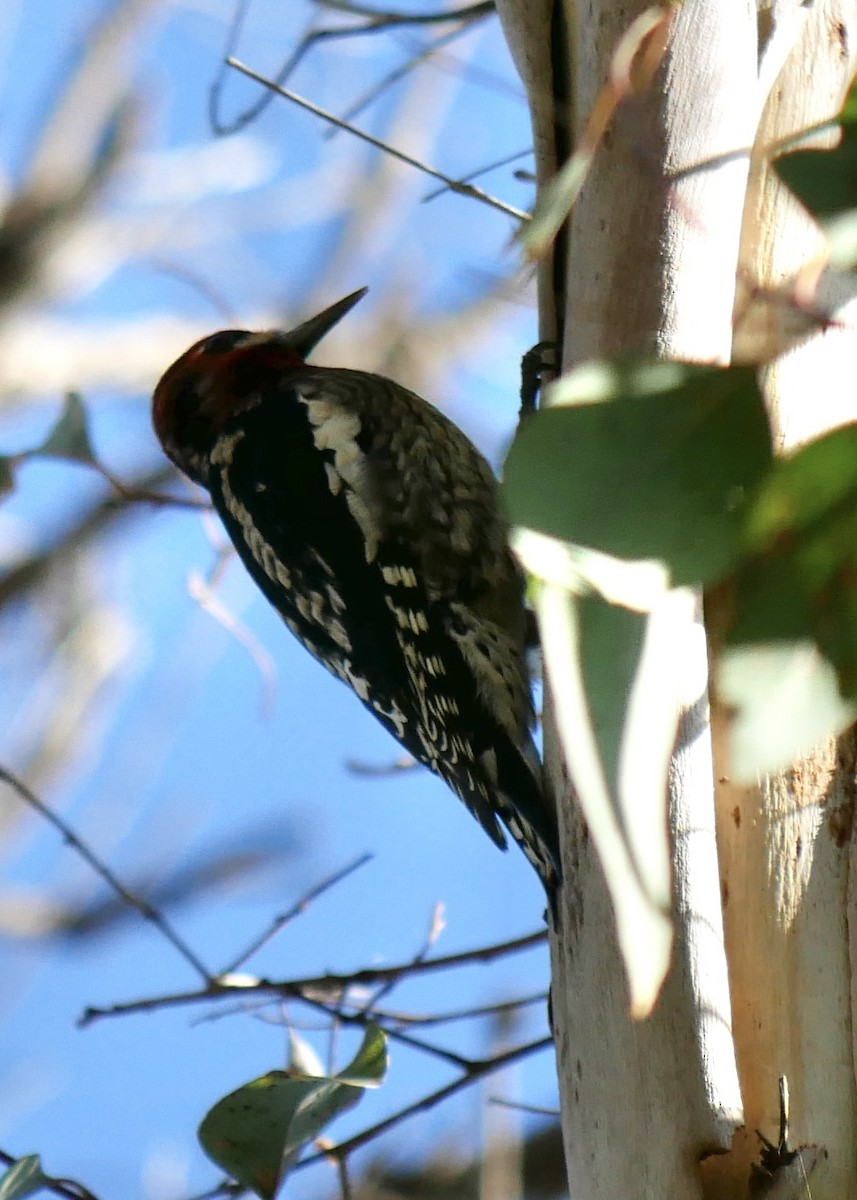 Red-breasted Sapsucker - ML498906841