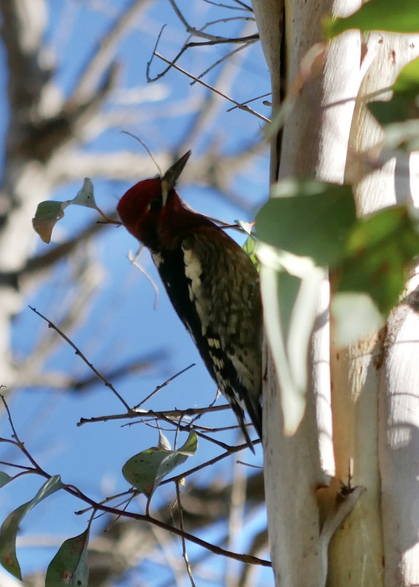 Red-breasted Sapsucker - Eitan Altman