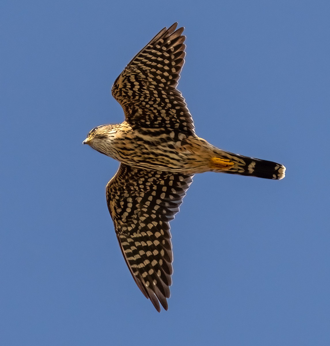 American Kestrel - Nishard Abdeen