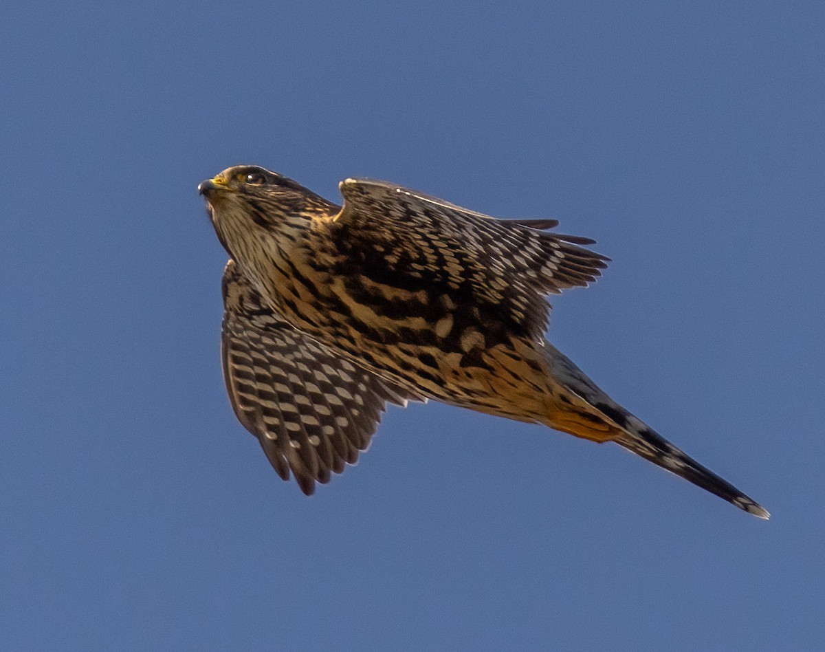 American Kestrel - ML498908871