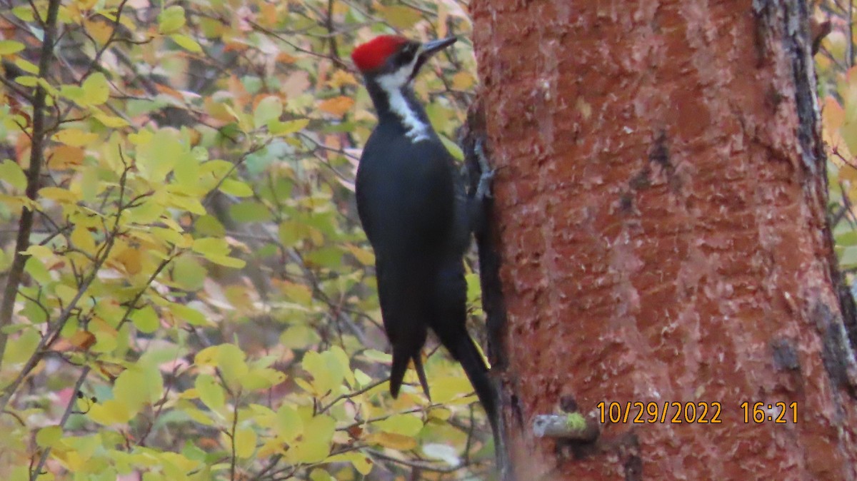 Pileated Woodpecker - ML498909171