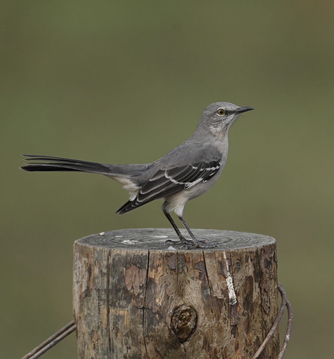 Northern Mockingbird - Rodney Wright