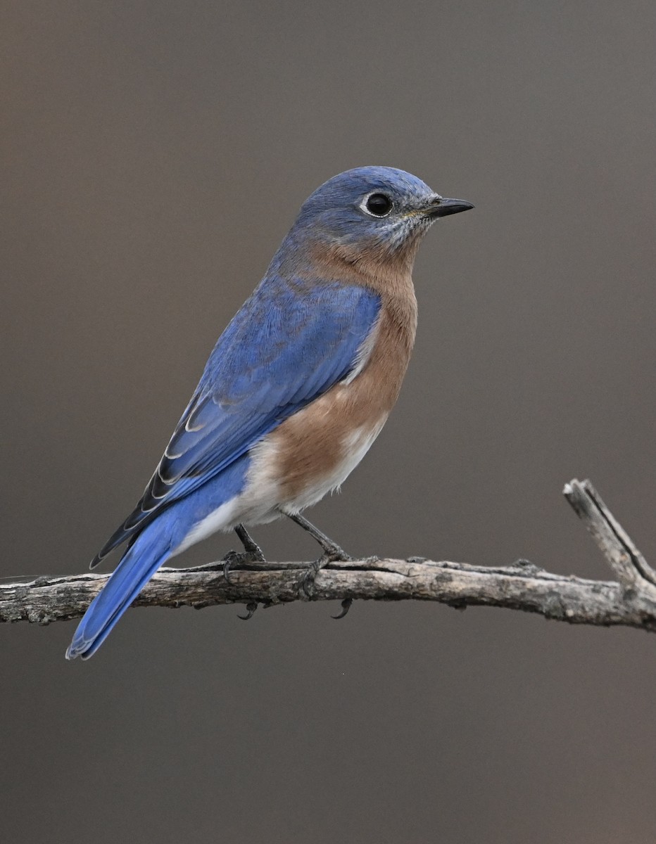 Eastern Bluebird - ML498909291