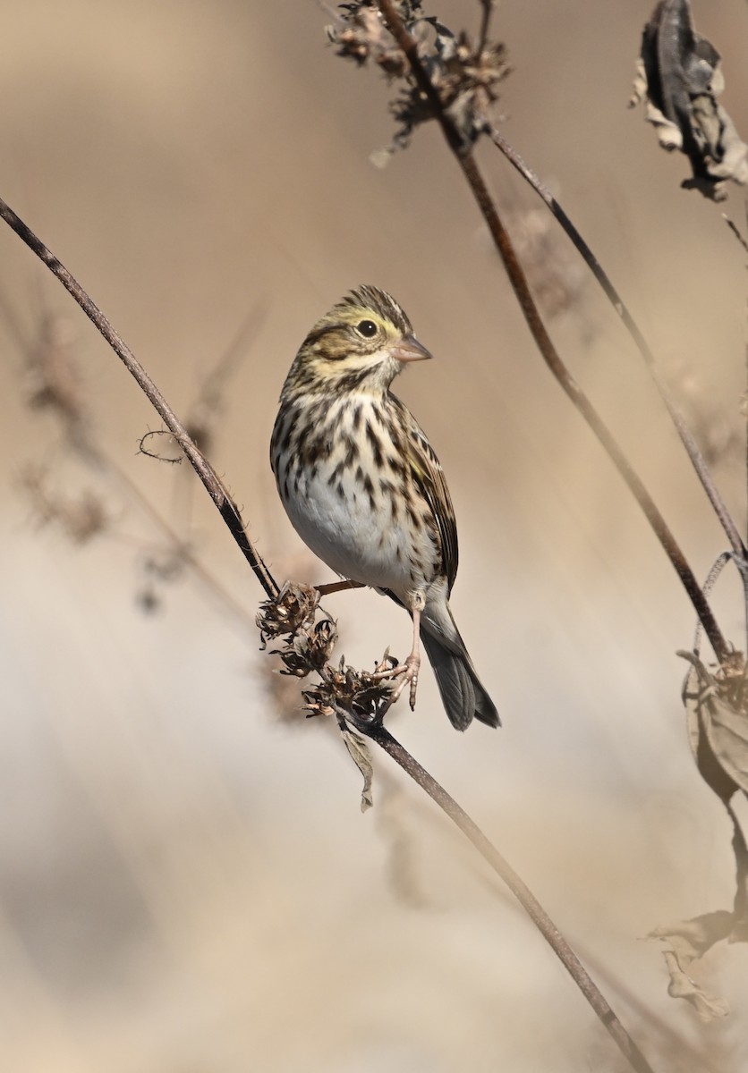 Savannah Sparrow - Rodney Wright