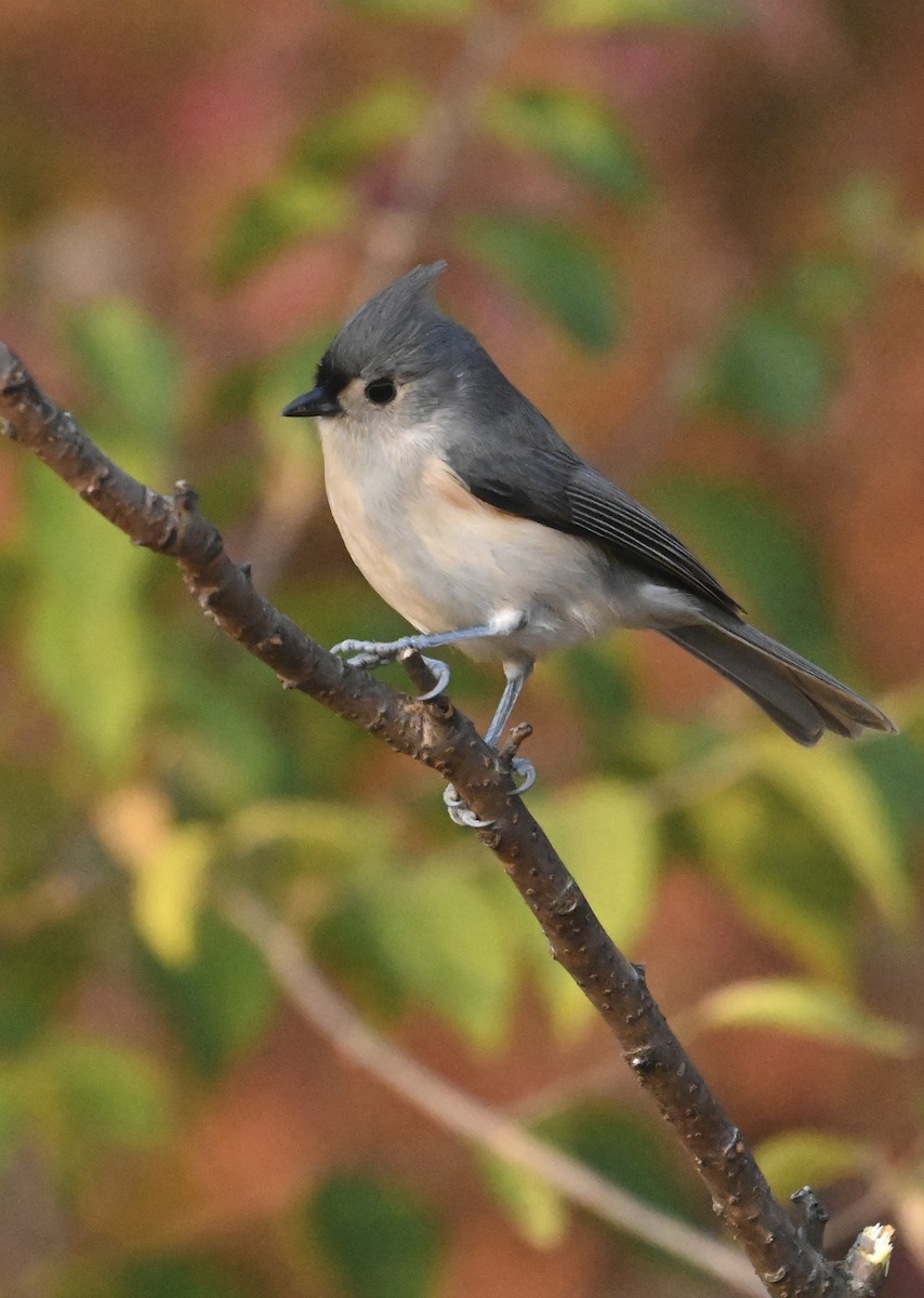Tufted Titmouse - ML498909601