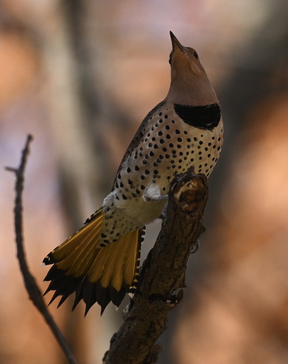 Altın Ağaçkakan (auratus/luteus) - ML498909701