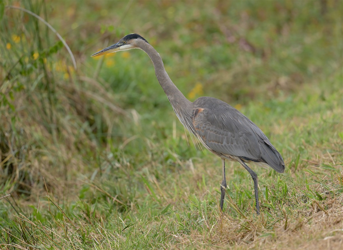 Great Blue Heron - ML498909791