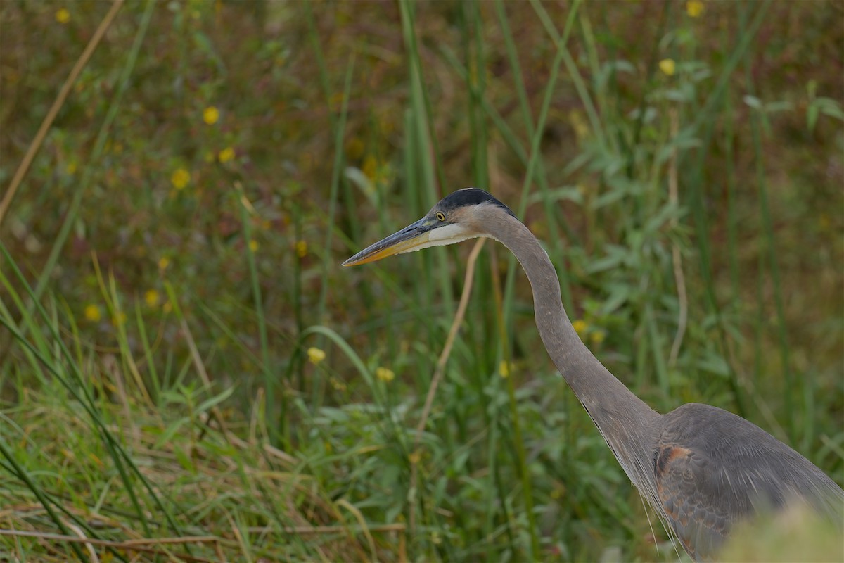 Great Blue Heron - Harlan Stewart