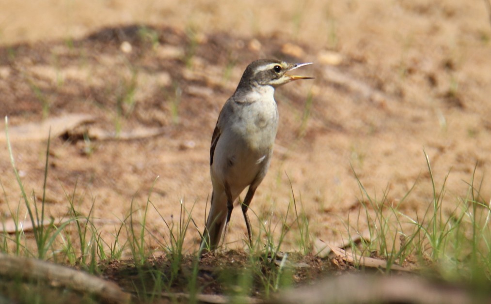 Eastern Yellow Wagtail - ML498909841