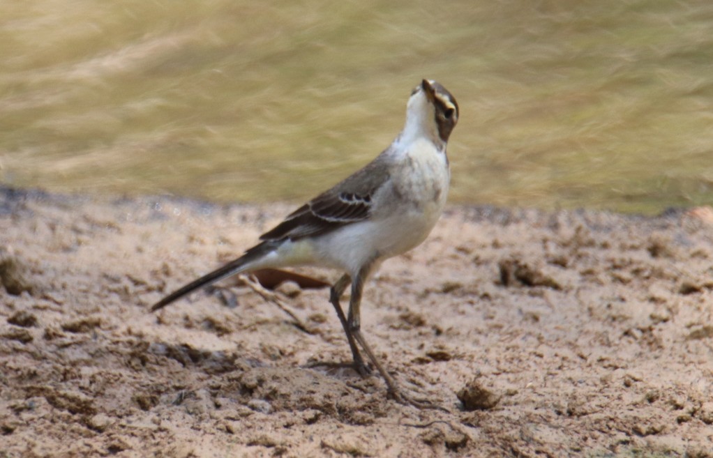 Eastern Yellow Wagtail - ML498909851