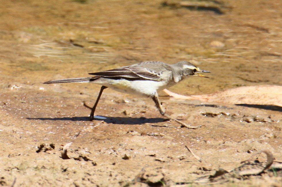Eastern Yellow Wagtail - Emma Hedges