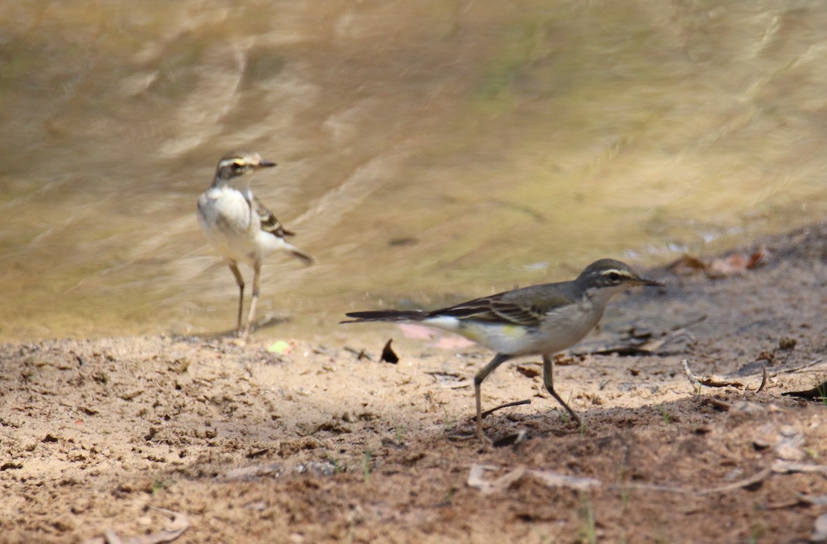 Eastern Yellow Wagtail - ML498909871