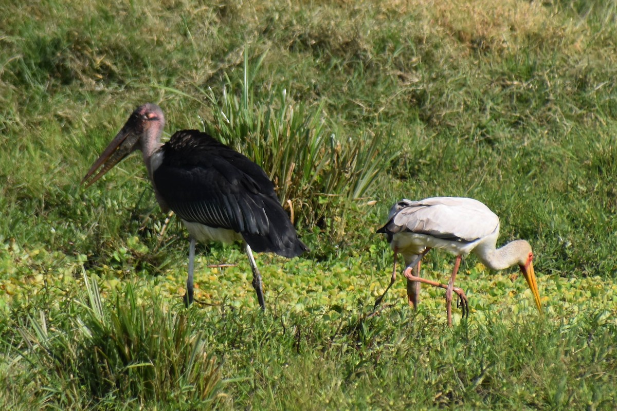 Yellow-billed Stork - ML498910731