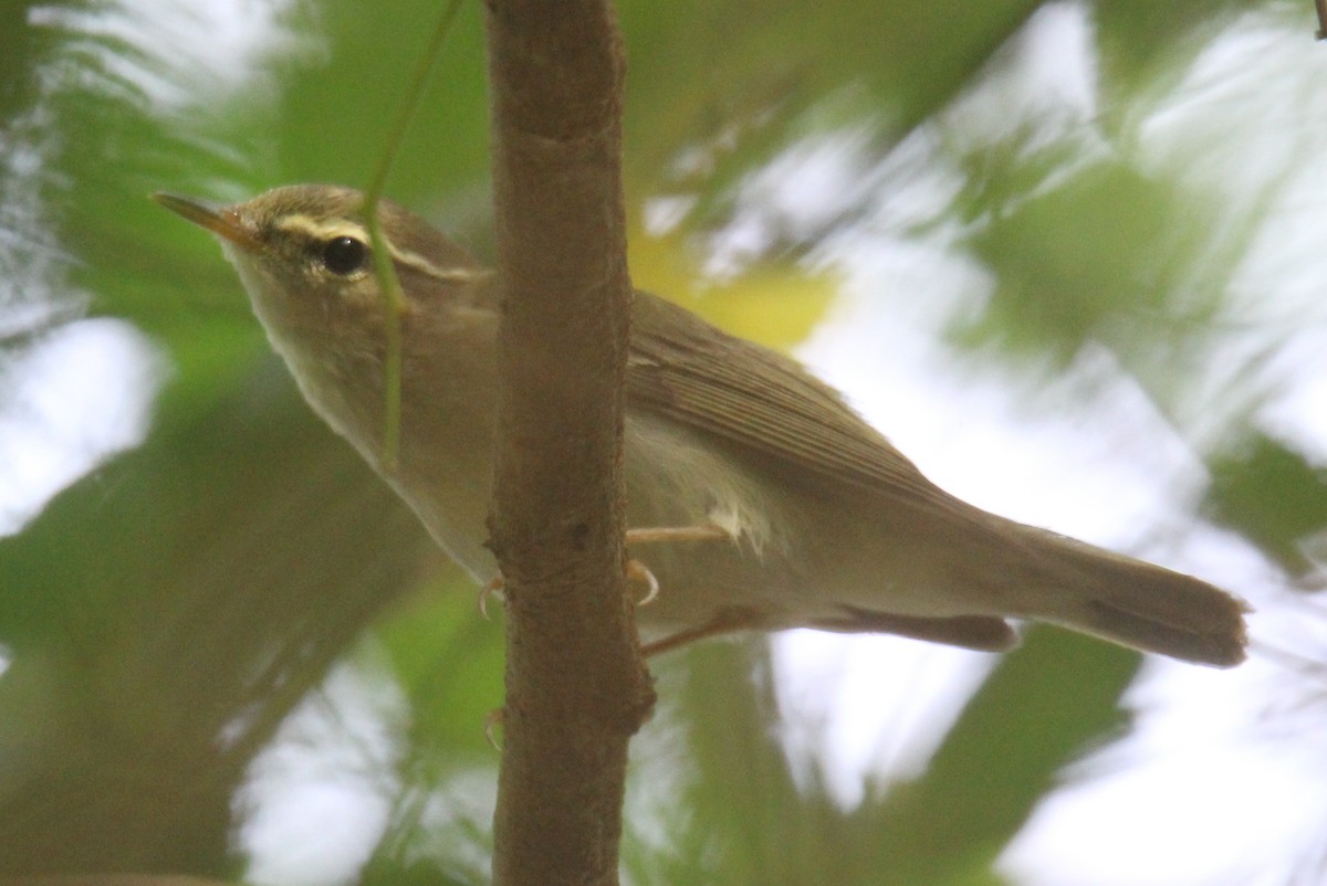 Arctic Warbler - ML498912321