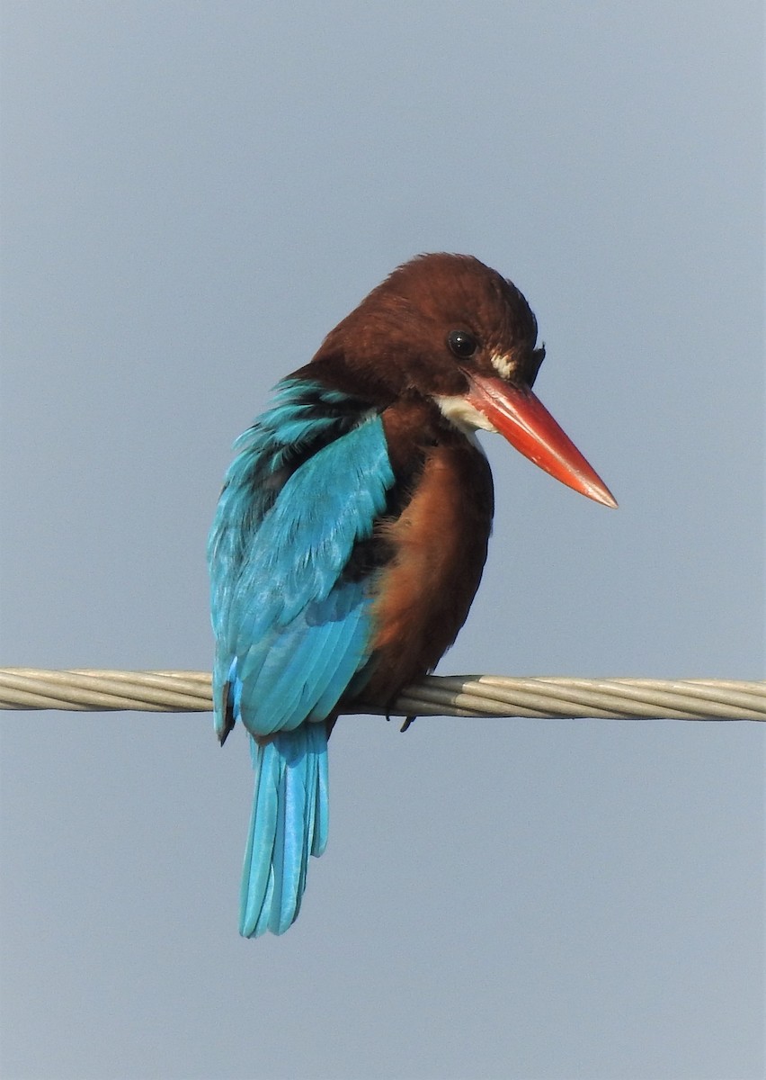 White-throated Kingfisher - Kiranmayee K