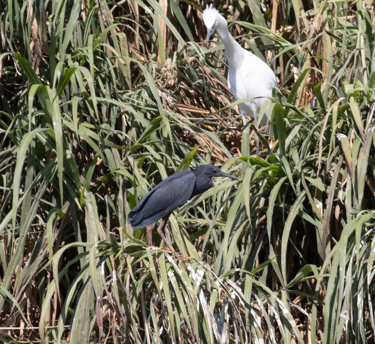 Black Heron - Lindy Fung