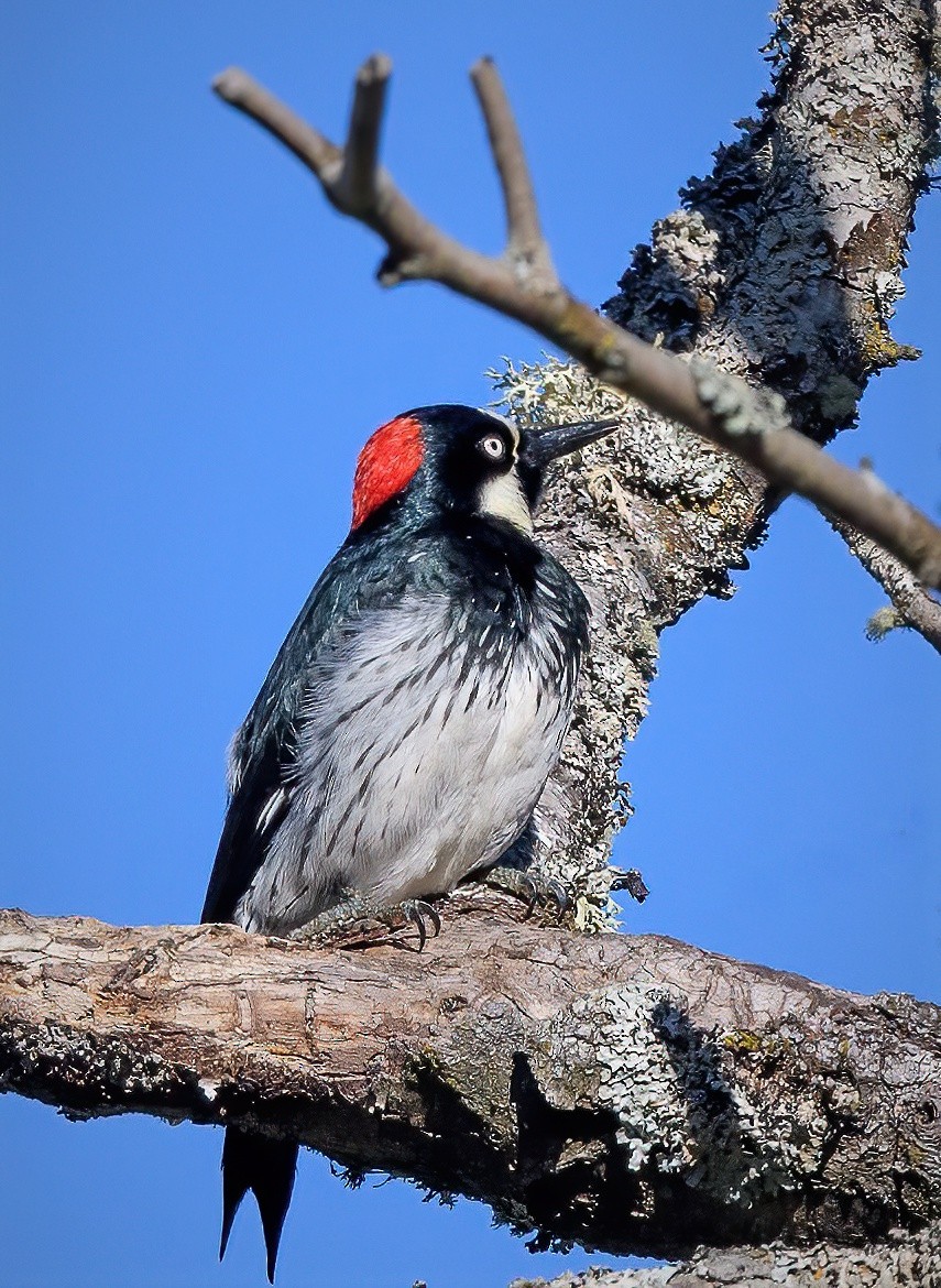 Acorn Woodpecker - ML498913851