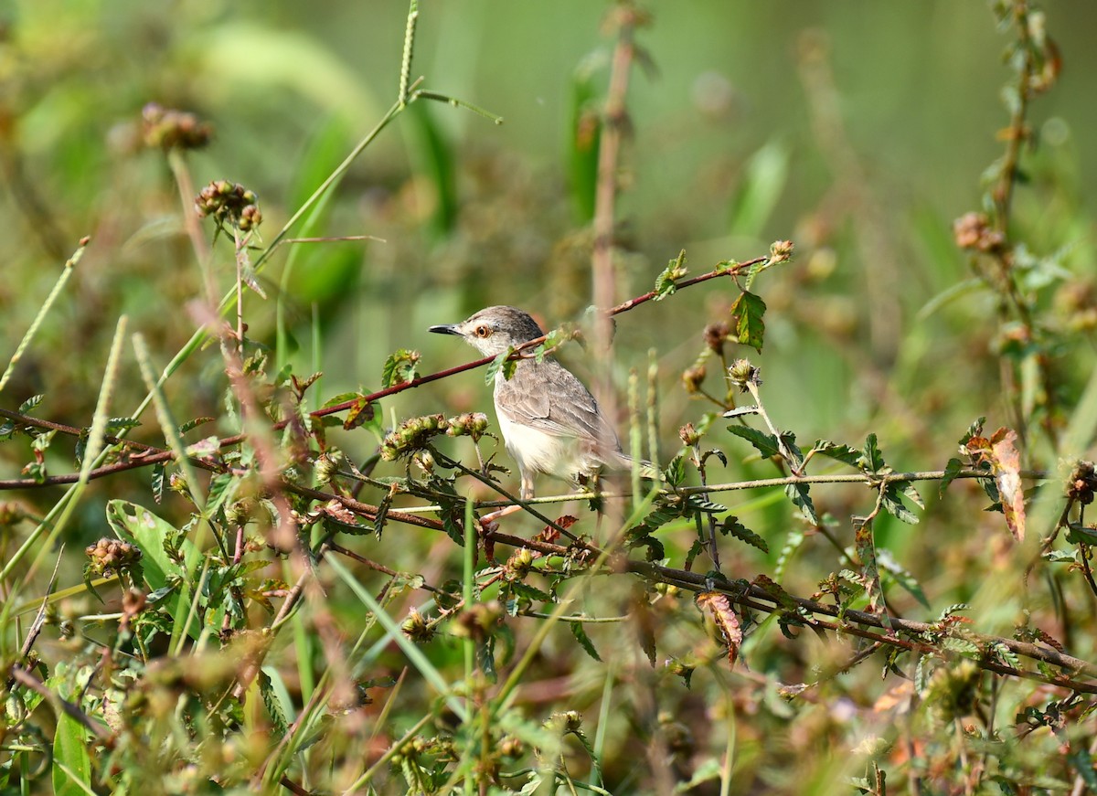 Plain Prinia - ML498915071