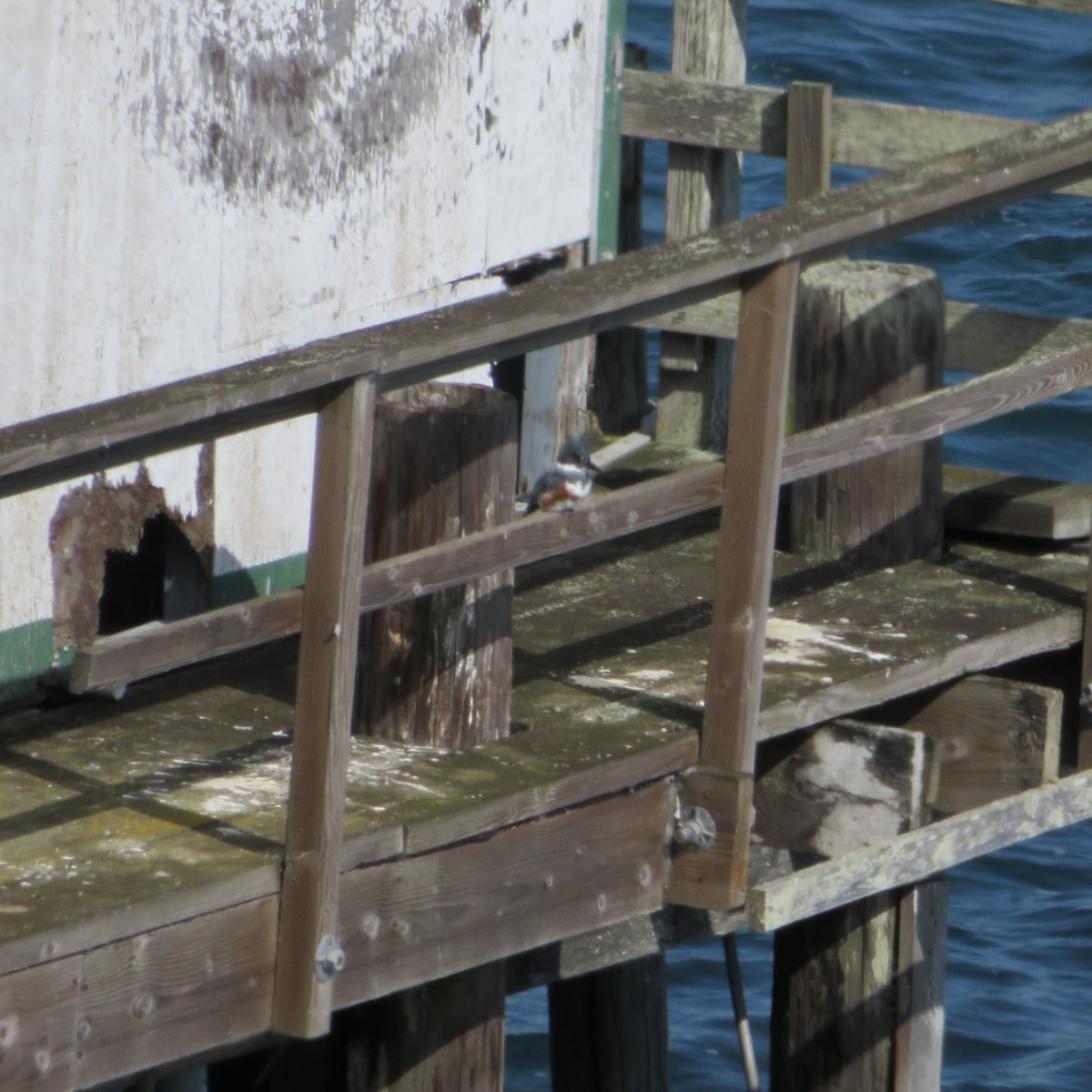 Belted Kingfisher - ML498915491