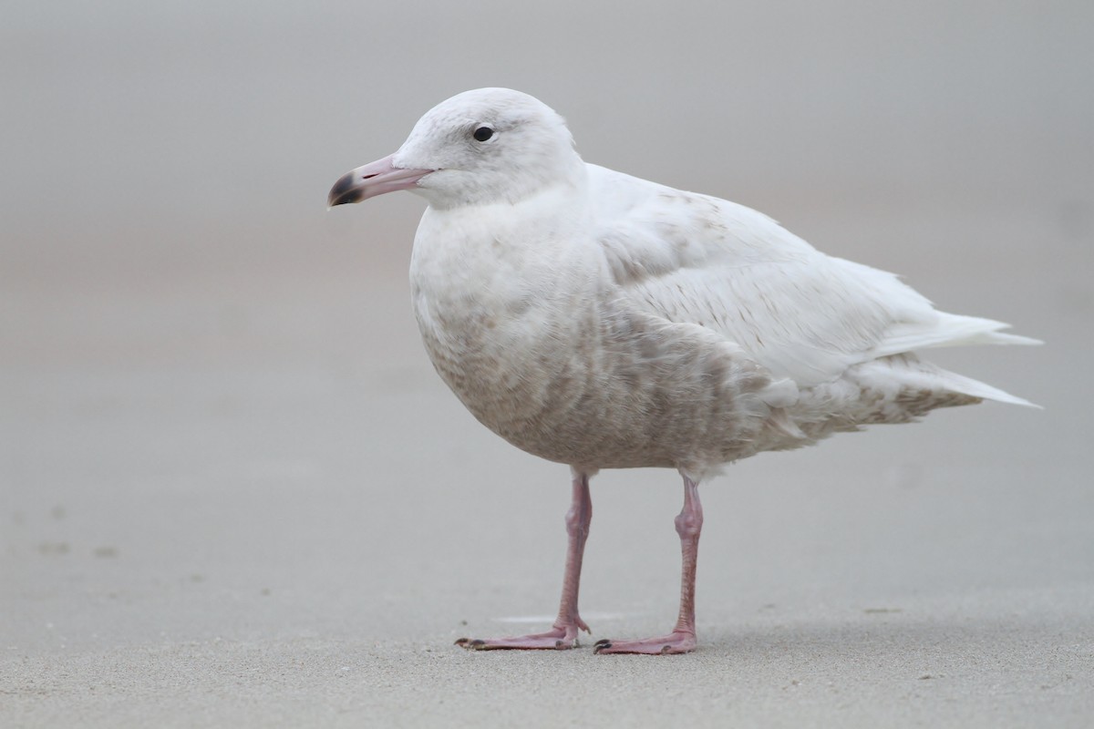 Glaucous Gull - Alex Lamoreaux