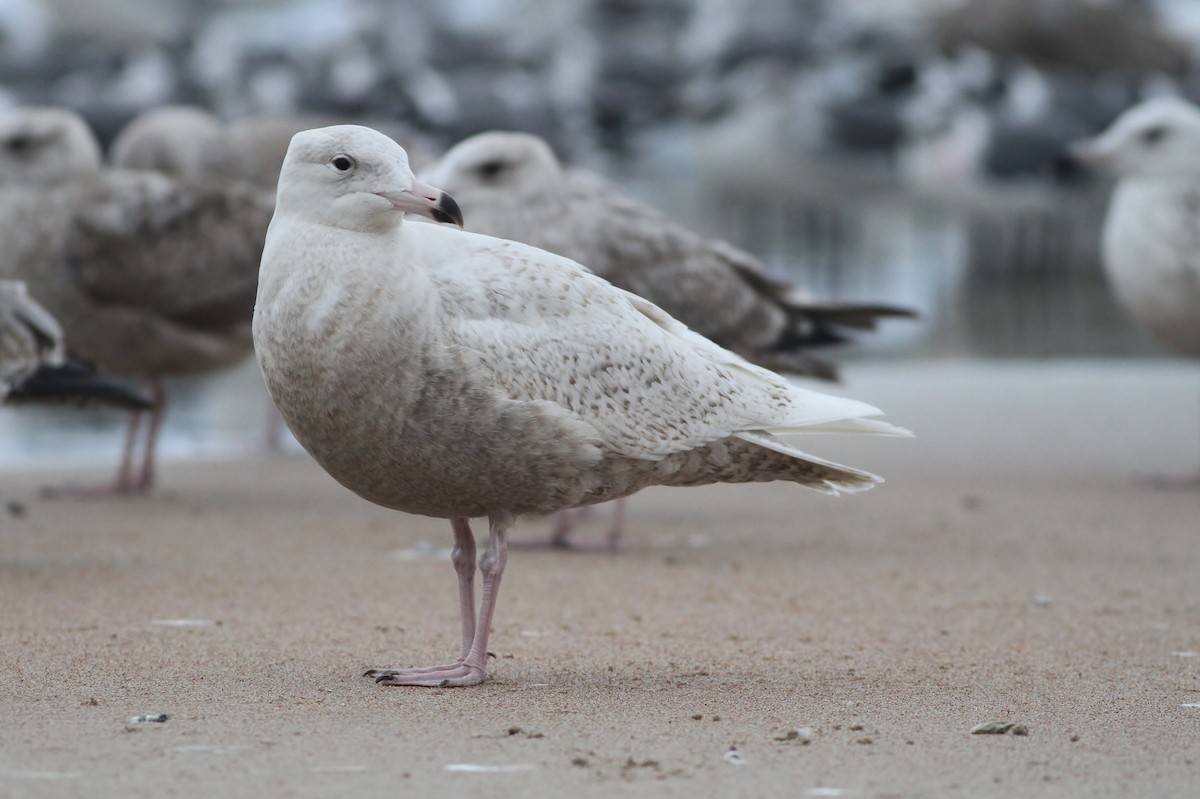 Glaucous Gull - Alex Lamoreaux