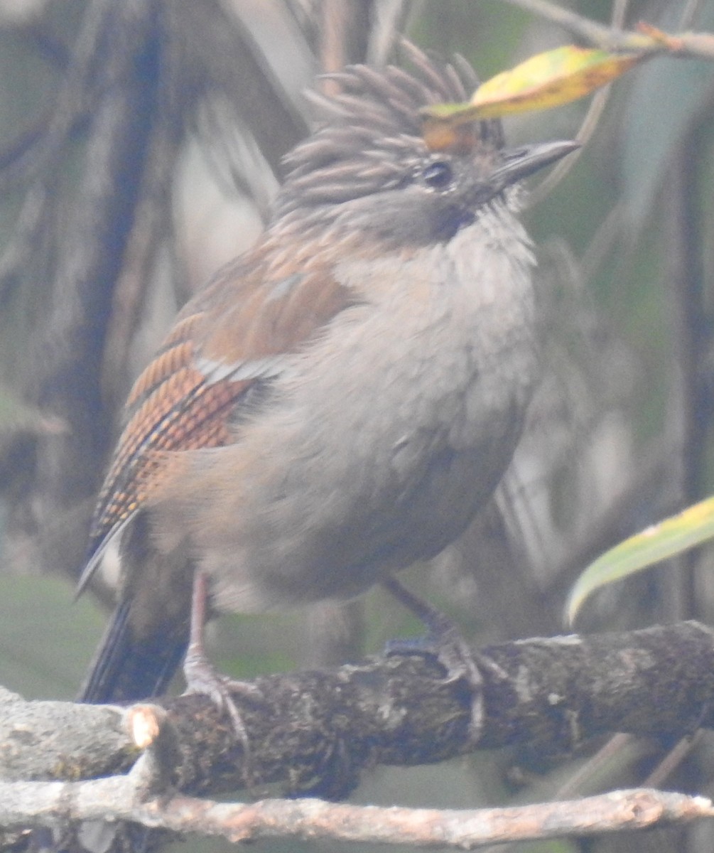 Hoary-throated Barwing - ML498921561