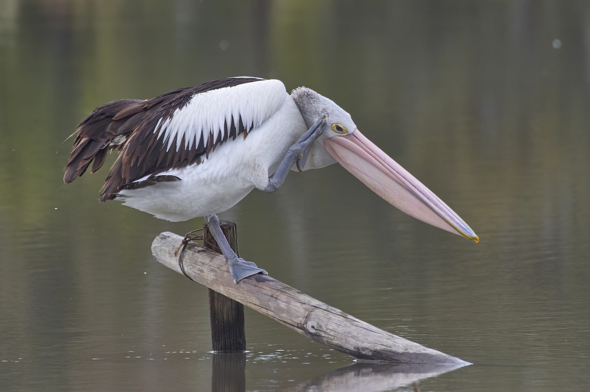 pelikán australský - ML498921601