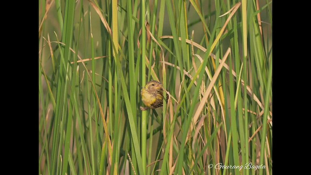 Baya Weaver - ML498921851