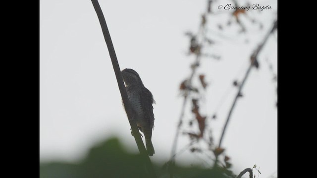 Eurasian Wryneck - ML498922001