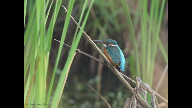 Common Kingfisher - ML498922171