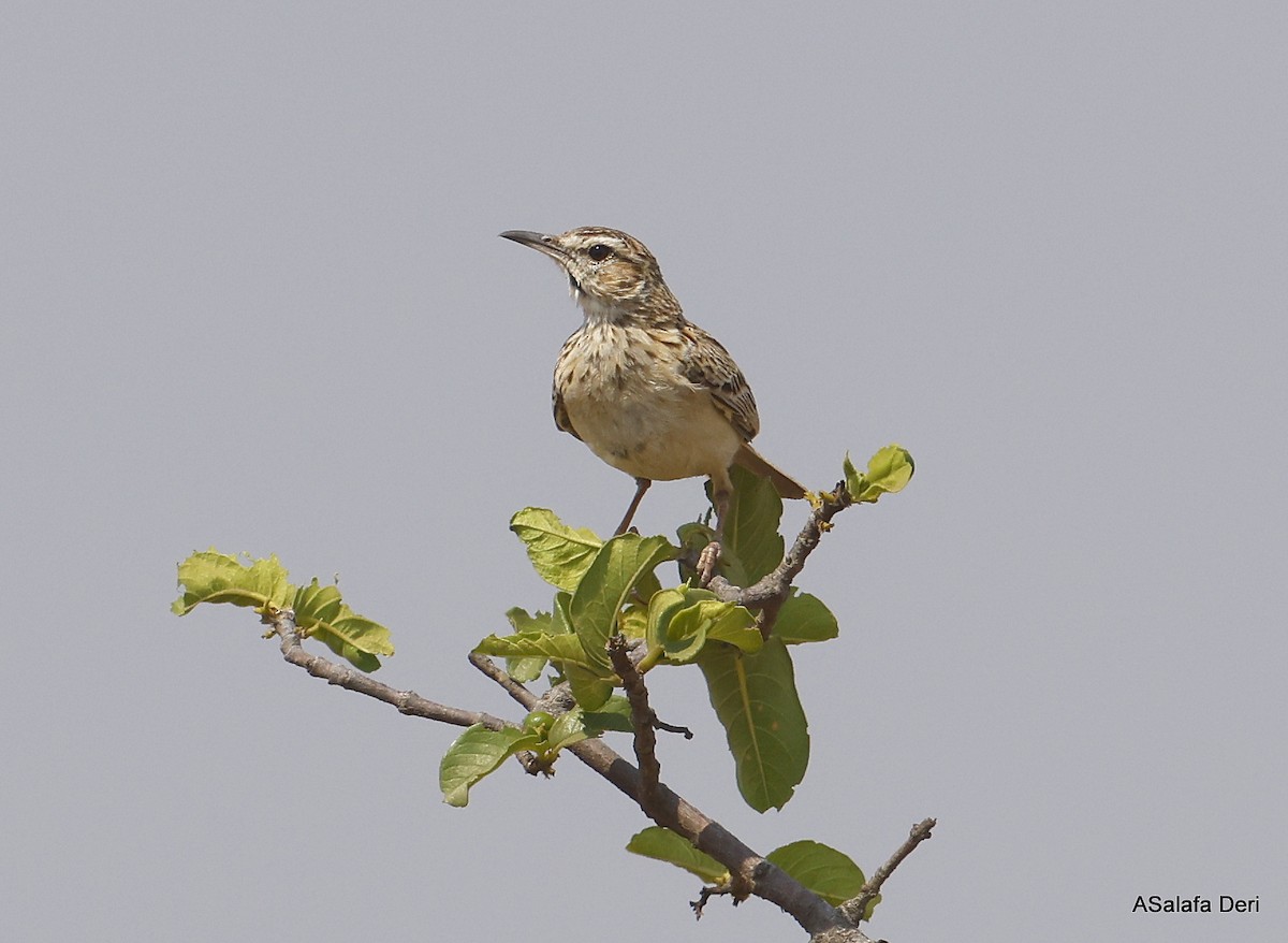 Short-clawed Lark - Fanis Theofanopoulos (ASalafa Deri)