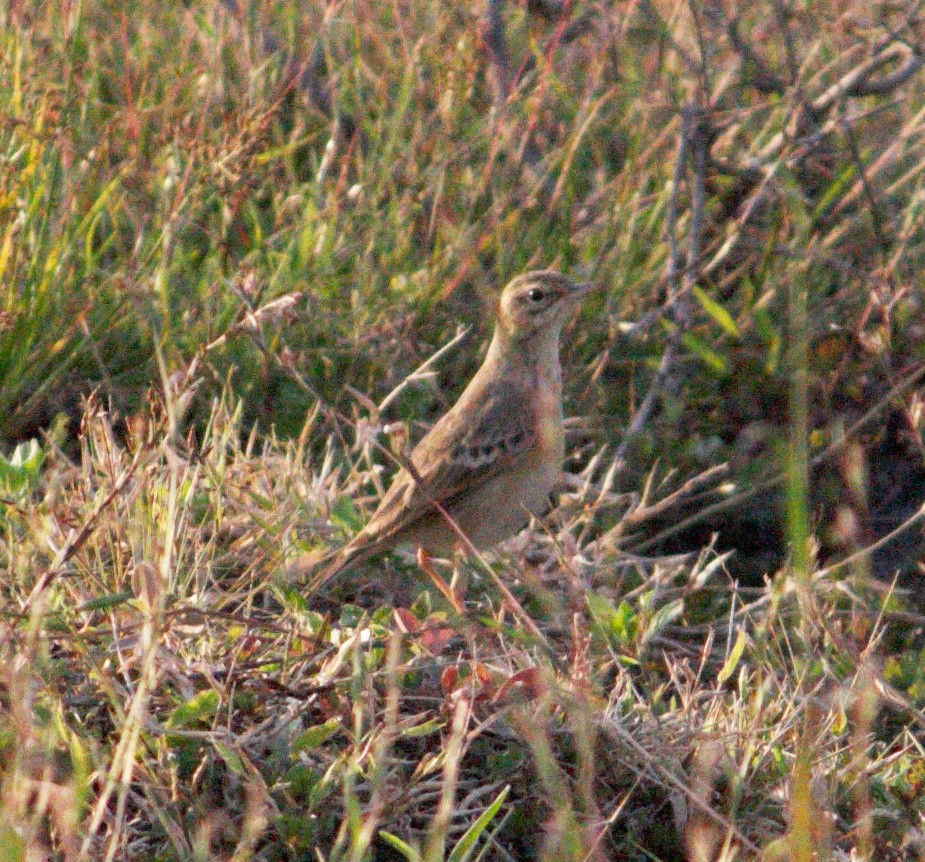 Paddyfield Pipit - ML498923021