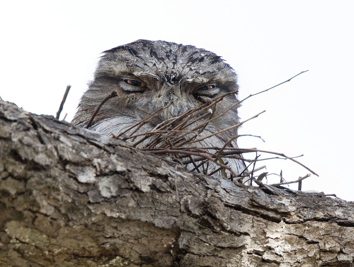 Tawny Frogmouth - ML498923071