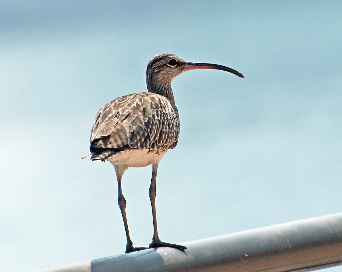 Regenbrachvogel (phaeopus-Gruppe) - ML498923191