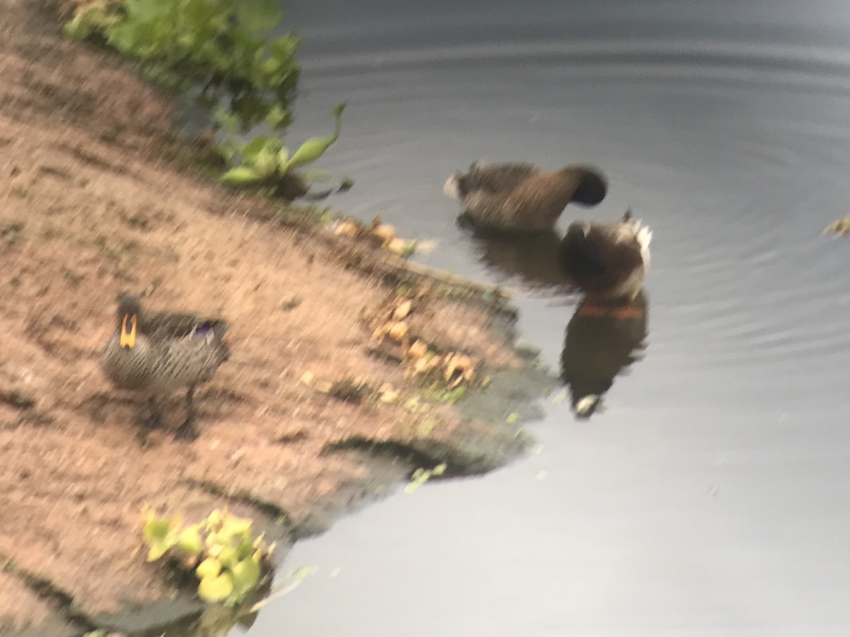 Yellow-billed Duck x Mallard (hybrid) - ML498923771