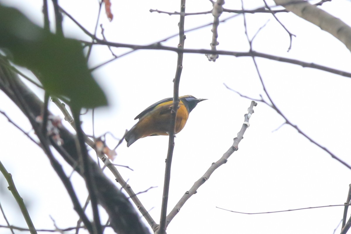 Orange-bellied Leafbird (Orange-bellied) - ML498924201