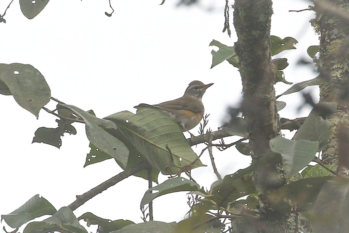 Eyebrowed Thrush - ML498924211