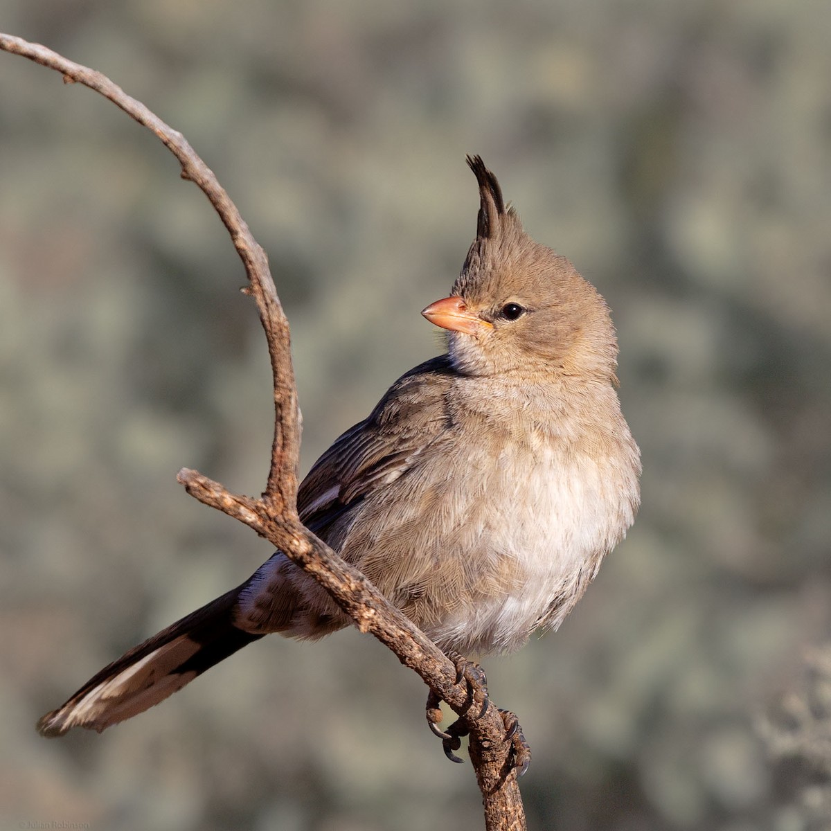 Chirruping Wedgebill - ML498924261