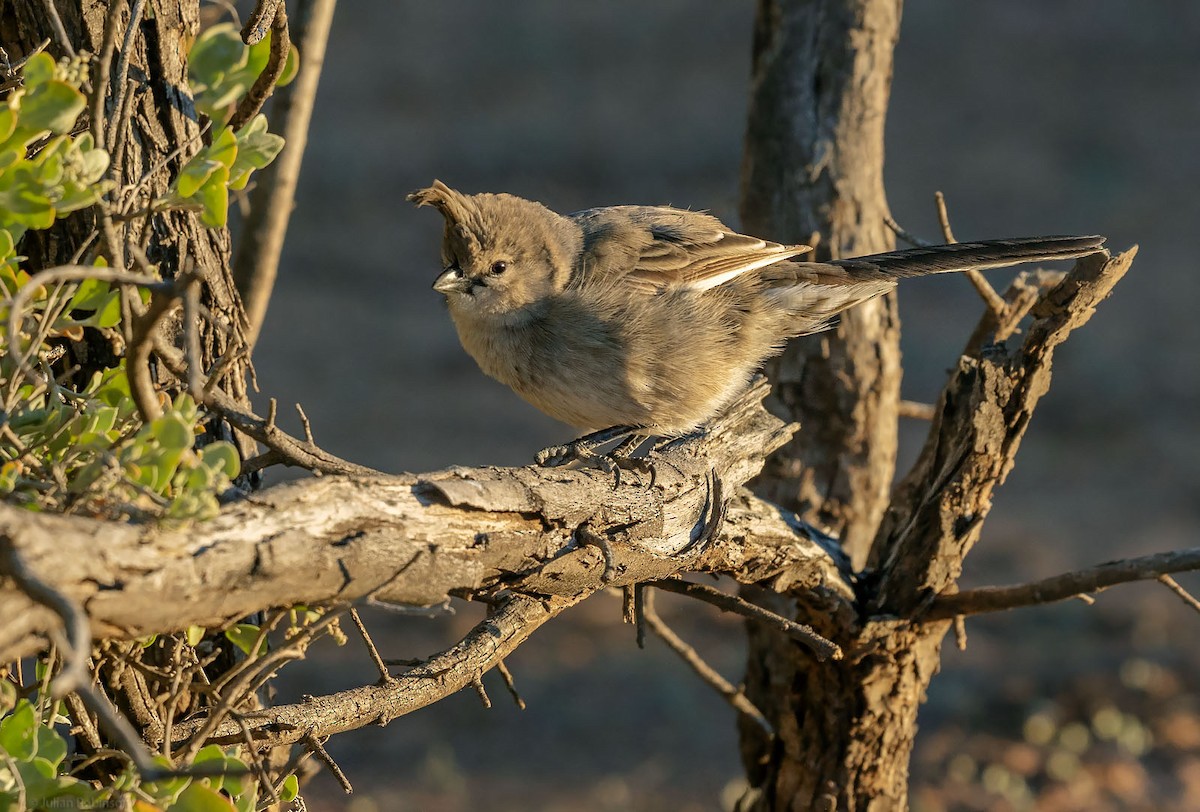 Chirruping Wedgebill - ML498924281