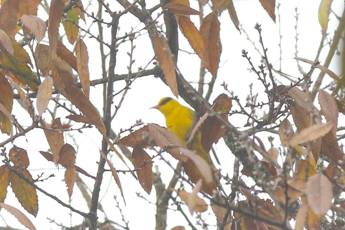 Slender-billed Oriole - Mengshuai Ge