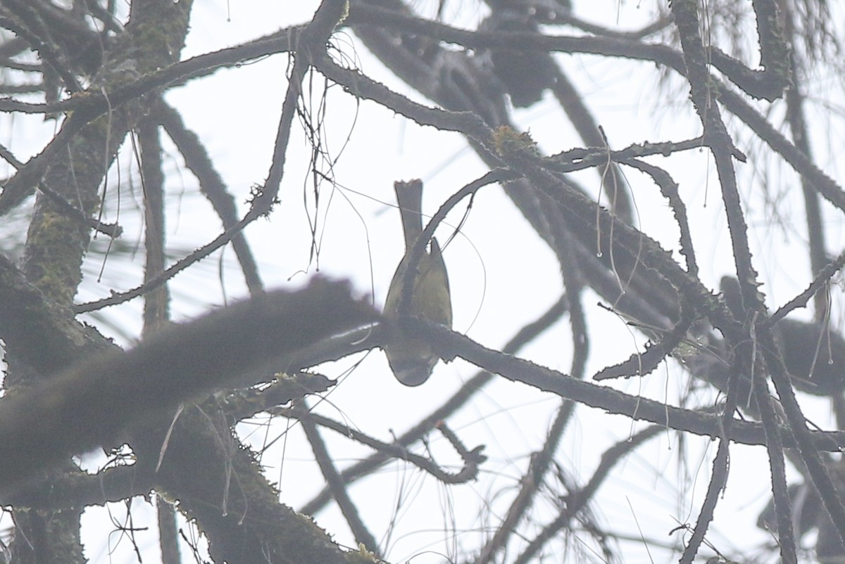 Red-tailed Minla - Mengshuai Ge